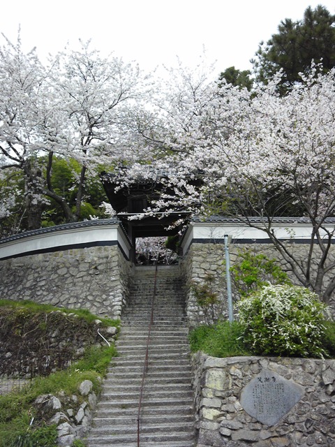 画像: 音戸はお花見日和！